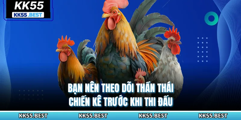 Bạn nên theo dõi thần thái chiến kê trước khi thi đấu