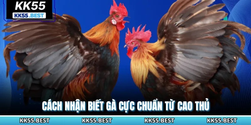 Cách nhận biết gà cực chuẩn từ cao thủ