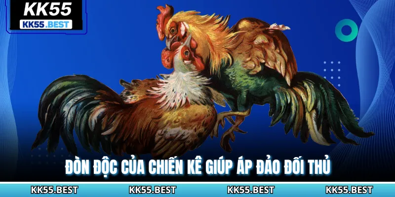 Đòn độc của chiến kê giúp áp đảo đối thủ